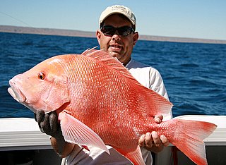 Exmouth Redman Exmouth Redman